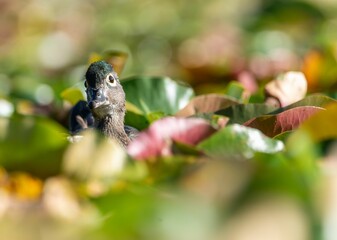 Closeup of a brown duck in a green pond