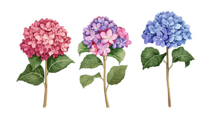 hand drawn hydrangeas flowers isolated