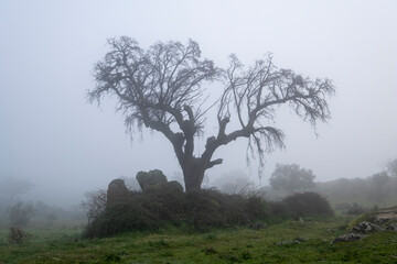 A old oak tree growing wild in the bush between granite stones on a foggy day. Mountains of Extremadura. A true landscape