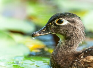 Closeup of a brown duck in a green pond