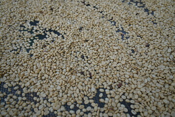 Arabica coffee spread out to dry on a coffee plantation in Costa Rica. Drying takes two to three weeks depending on the weather.