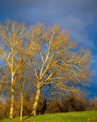 Sunlit birches on green slope on dark blue sky background