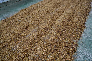 Arabica coffee spread out to dry on a coffee plantation in Costa Rica. Drying takes two to three weeks depending on the weather.