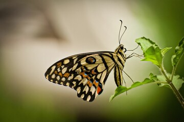 Fototapeta premium Closeup of a Lime butterfly perched atop a lush green plant with a blurry background