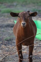 Naklejka na ściany i meble Vertical shot of a kalahari red goat on a rural field