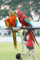 Harlequin Macaw (macaw hybrid) and Green wing  macaw free flying parrot