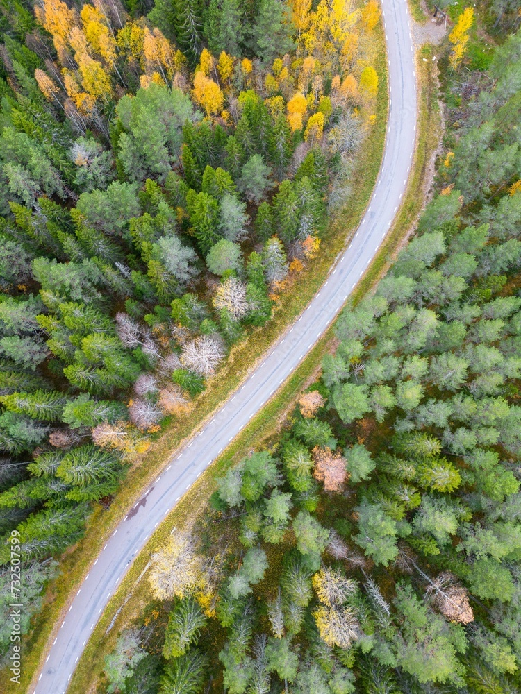 Wall mural a winding road surrounded by trees and fall colors in sweden