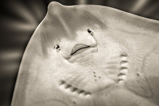 Das Gesicht von einem wundersamen Fisch,-derFlunder