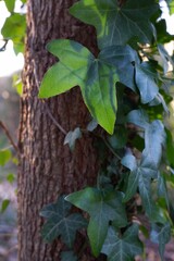 A photograph of Ivy growing on a tree