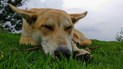 a dog resting on the grass in a park area while staring at something