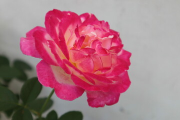 pink rose in the garden