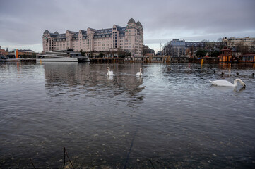 Fototapeta premium Swan sailing on the sea, with Oslo cityscape