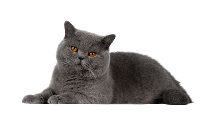 Handsome adult solid blue male British Shorthair cat, laying down side ways. Looking towards...