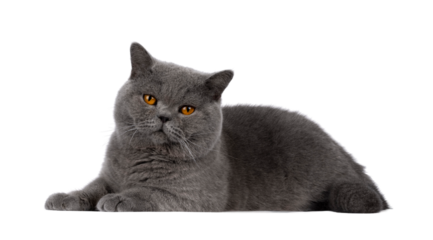 Handsome adult solid blue male British Shorthair cat, laying down side ways. Looking towards camera. Isolated cutout on a white background.