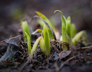 Aufkeimende Hyazinthen