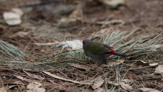 Closeup of Red-browed Finch bird eating seeds from dead plants on ground and another one passing by