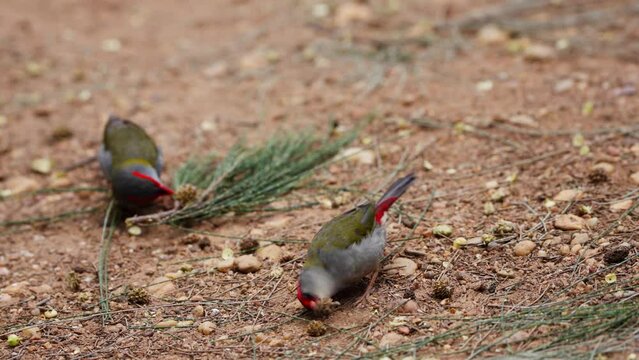 Pair of Red-browed Finch birds eating seeds from a sandy ground outdoors in South Australia