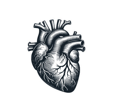 The medical heart illustration. Vector illustration