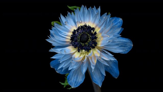 Timelapse of blooming beautiful blue anemone flower on black background, close-up.