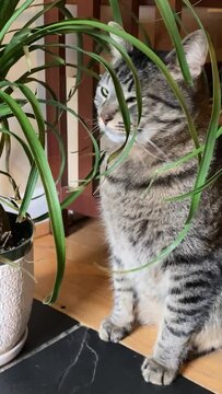 Close up of a cat chewing on a houseplant