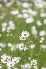A full frame photograph of a meadow of daisies, with a shallow depth of field