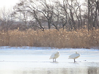 ウトナイ湖に飛来した白鳥