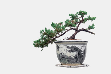 Juniper planted and styled in ceramic pots