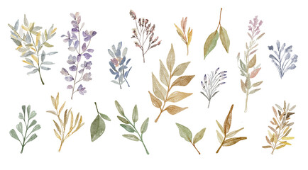 Fototapeta na wymiar Set watercolor elements - wildflowers, herbs, leaf. collection garden and wild, forest herb, flowers, branches. illustration isolated on white background, exotic leaf. Botanic