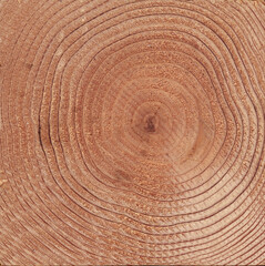 Naklejka premium 木の年輪_01