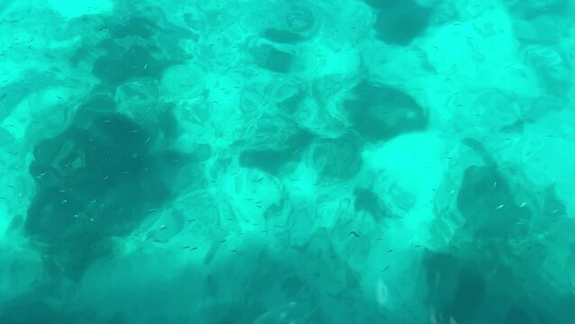 Large school of little fish swims under surface of blue water near coral reef.
