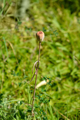 Alpine checkered lily seed pod