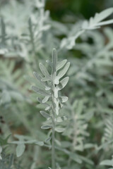 Knapweed Silver Feather leaves