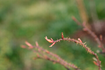 Rose Claus Groth banch with new leaves