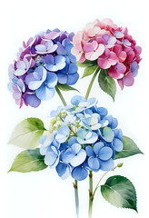 Watercolor painting of hydrangea flowers on white background