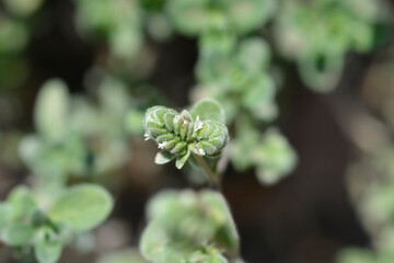 Sweet marjoram small flowers