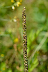 Hoary plantain seed head