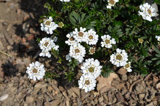 Evergreen candytuft Fischbeck flowers