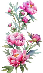 Fototapeta na wymiar Watercolor floral illustrations of peonies including buds, leaves, frames, borders, and seamless patterns for wedding invitations, greeting cards, or posters.