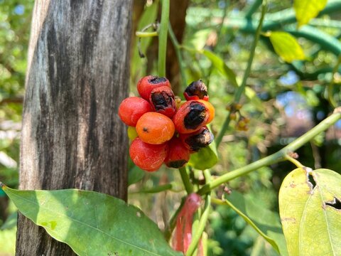 The ripe seed of organic Bai Ya Nang (Tiliacora Triandra, Yanang