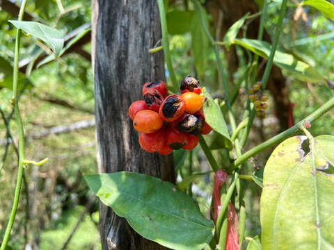 The ripe seed of organic Bai Ya Nang (Tiliacora Triandra, Yanang