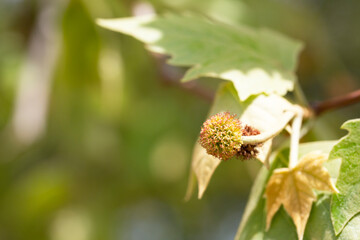 Leaves and fruits of Platanus occidentalis, also known as American sycamore. Leaves and fruits of Platanus occidentalis, also known as American sycamore.