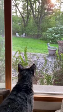 Brown tabby looking out a window screen