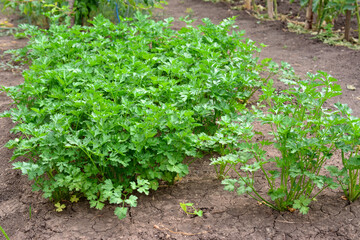 green parsley growing in the garden close up
