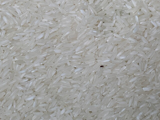 The rice weevil or Sitophilus oryzae on the uncooked rice