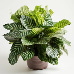 Vibrant Potted Plant With Green and White Leaves