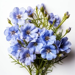 Bouquet of Blue Flowers on White Background