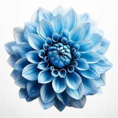 Large Blue Flower on White Background