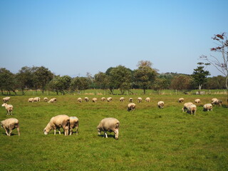 Fototapeta na wymiar のんびりと過ごす羊