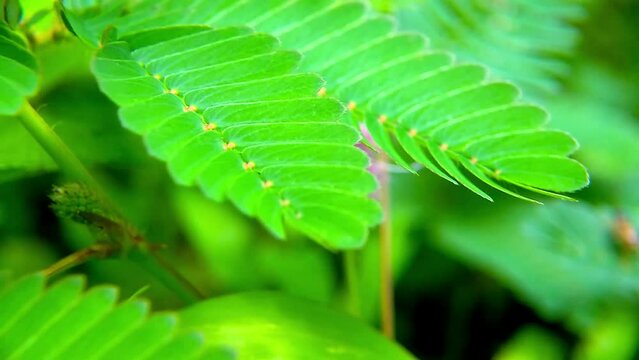 Fresh green Mimosa pudica leaves or shy princess leaves
