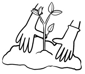 plant a tree